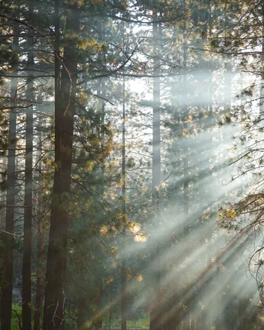Rayos de sol atraviesan un bosque de pinos con niebla.