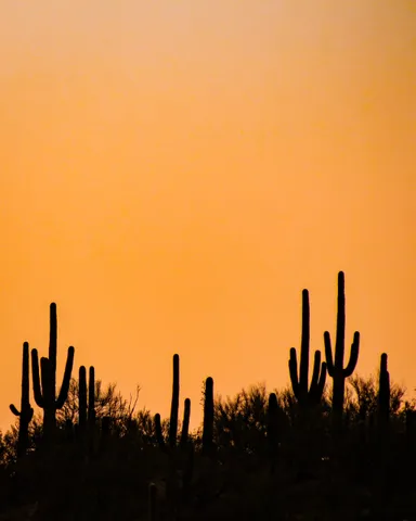 Cactus en el atardecer del desierto.