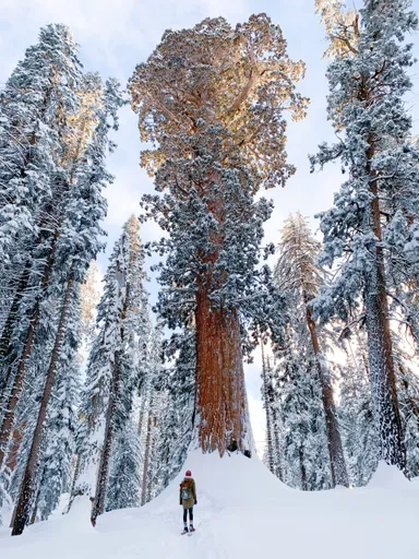 A person is standing next to giant sequoias in the snow. Sequoia National Park during the winter,