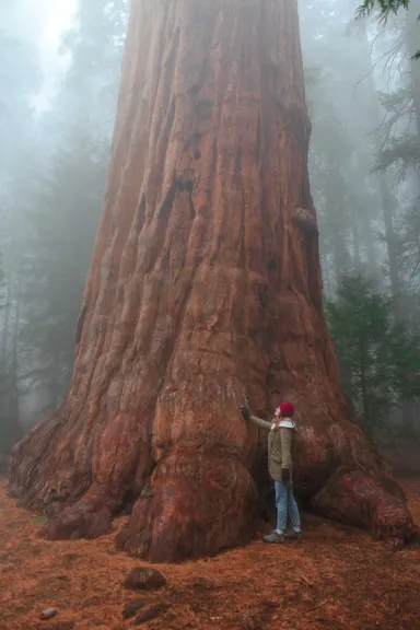 Persona admirando un árbol gigante en un bosque brumoso.